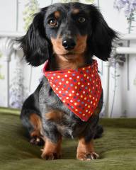 Dottie and Bandana